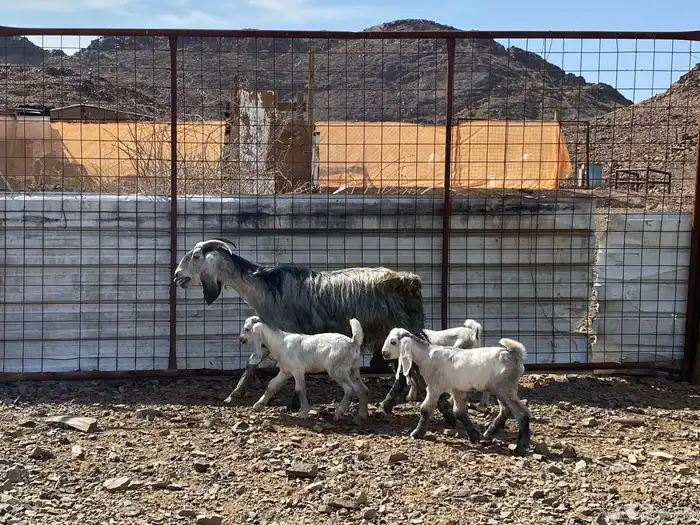 معزا ولد متاويم وحده تحتها ثلاث وحده تحتها ثنين 9