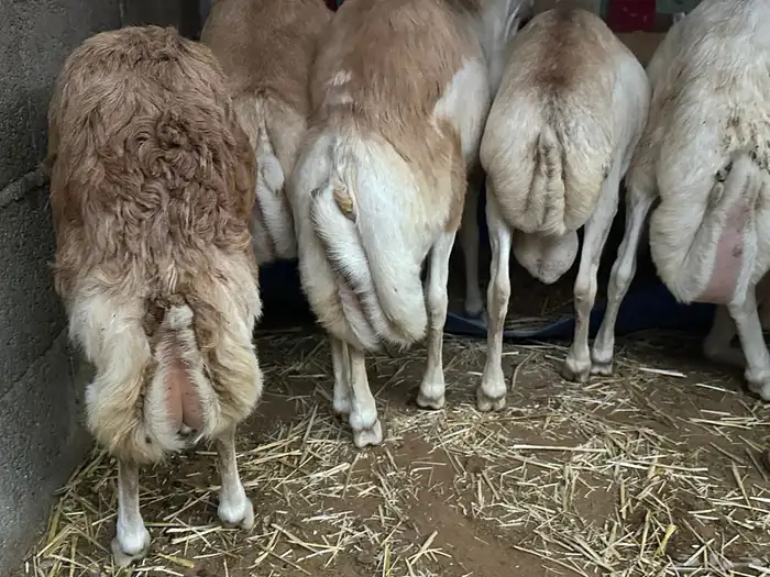 رفيديات جذعان مرآبي 69