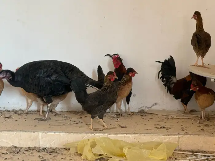 دجاج ترثه عربي اصيل 4