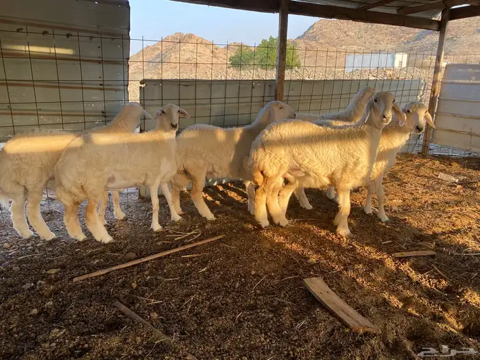 رخال مقنى صنف 1