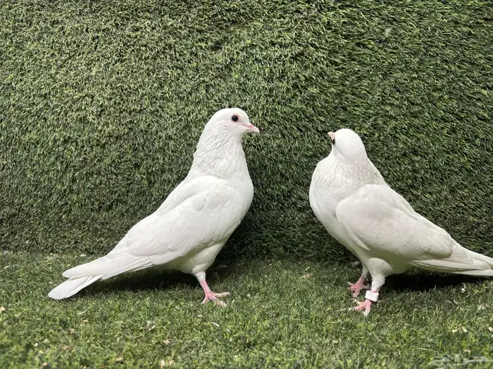 حمام صنعاوي  صنعاني 3