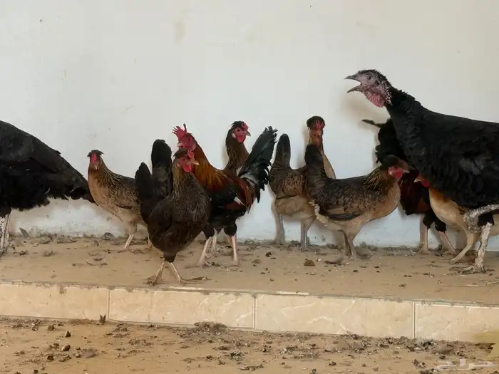 دجاج ترثه عربي اصيل 3