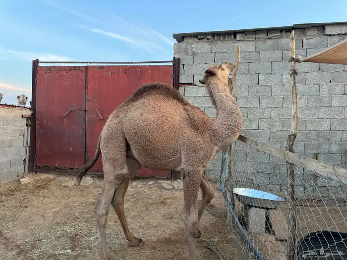 قعود طيب العمر 10 شهور 3