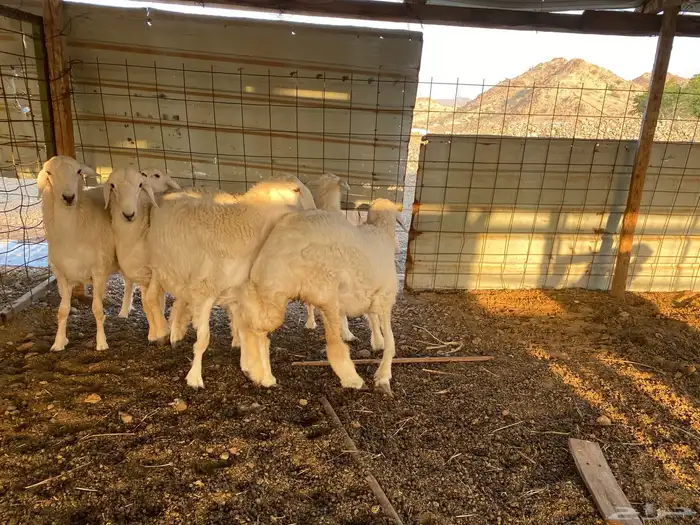 رخال مقنى صنف 12