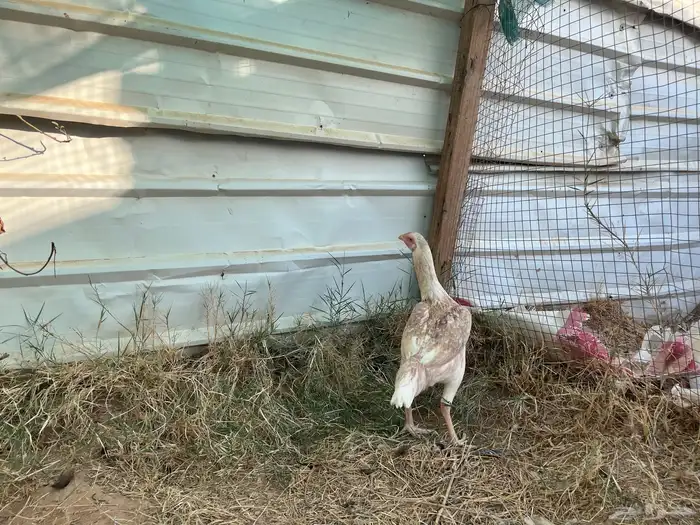 دجاجه بكستاني سندي 2