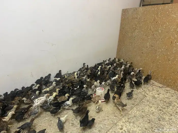 صوص دجاج عمر شهر و20 يوم 0