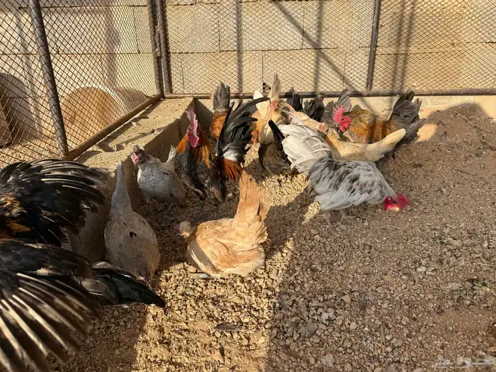 دجاج قزمي هجين مسحب 2