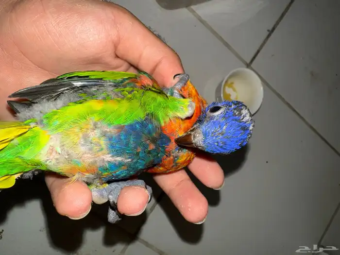 كنيور مفطوم صن كنيور غر وقريب فطام وفيه غر ولوري فرخ وجوز 4