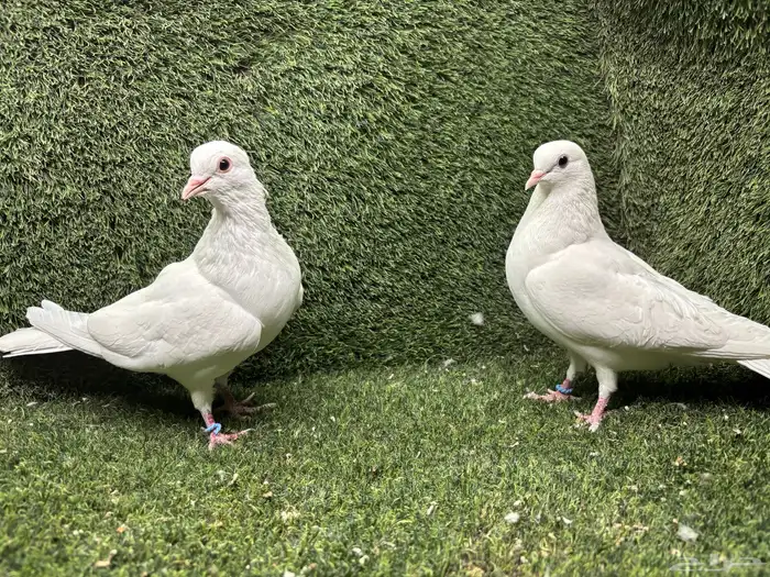 حمام صنعاوي  صنعاني 7