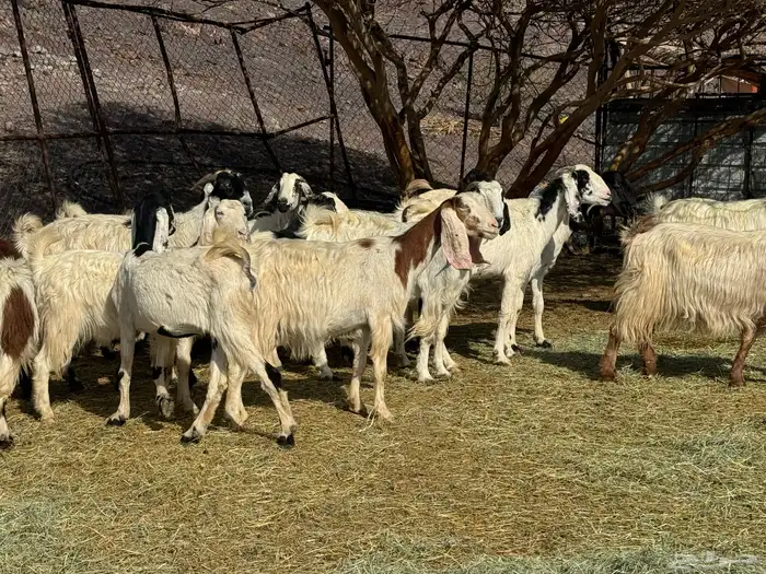 معزاء طيبه للي يبي الزين 0