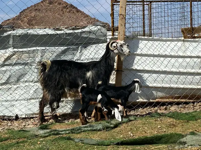 معزا ولد متاويم وحده تحتها ثلاث وحده تحتها ثنين 17