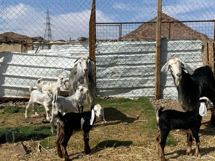 معزا ولد متاويم وحده تحتها ثلاث وحده تحتها ثنين 3