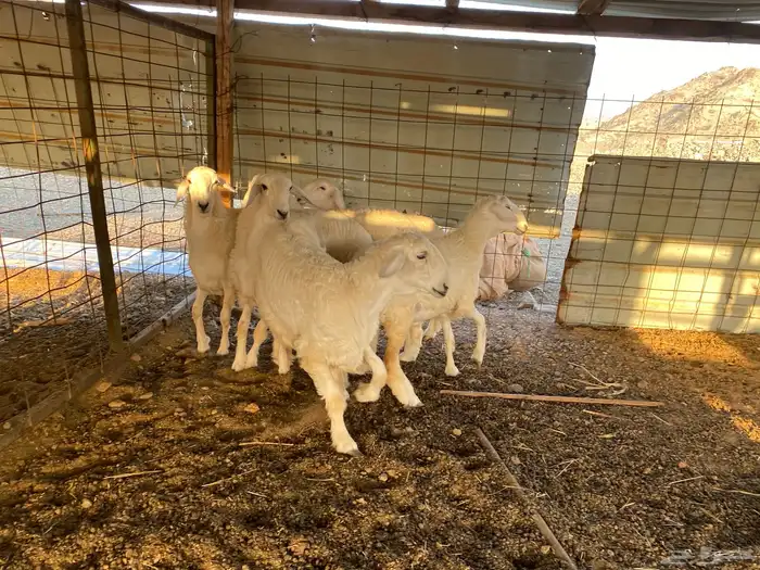 رخال مقنى صنف 13