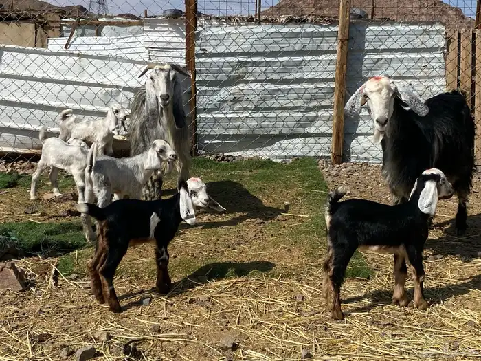 معزا ولد متاويم وحده تحتها ثلاث وحده تحتها ثنين 4