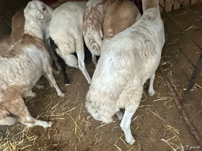 رفيديات جذعان مرآبي 80