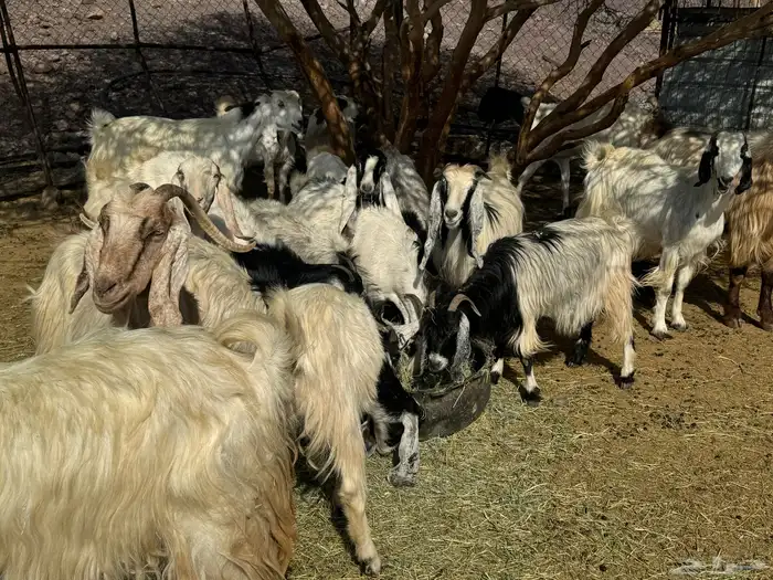 معزاء طيبه للي يبي الزين 4