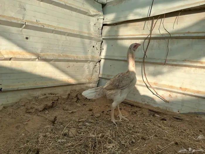 دجاجه بكستاني سندي 3