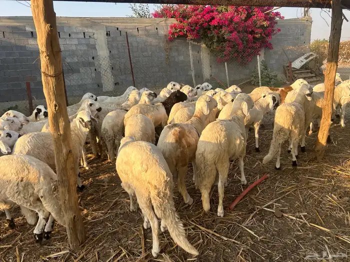 سواكني ذبايح 2