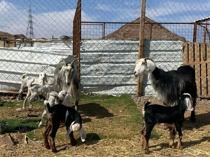 معزا ولد متاويم وحده تحتها ثلاث وحده تحتها ثنين 5