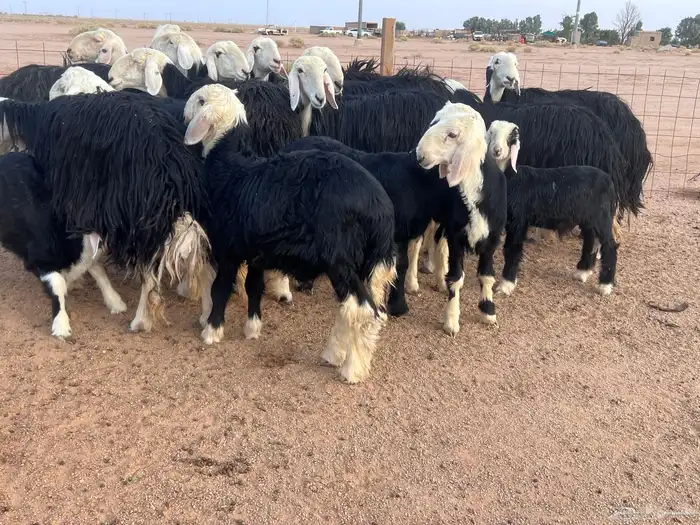 مراح غنم نجد للبيع 3