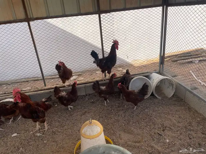 دجاج فرنسي 4