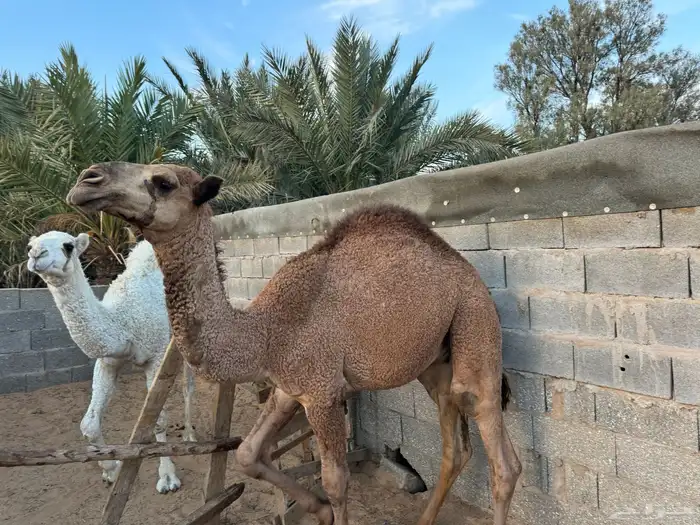 قعود طيب العمر 10 شهور 1