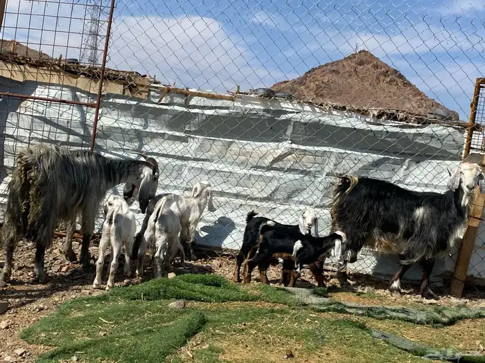 معزا ولد متاويم وحده تحتها ثلاث وحده تحتها ثنين 14