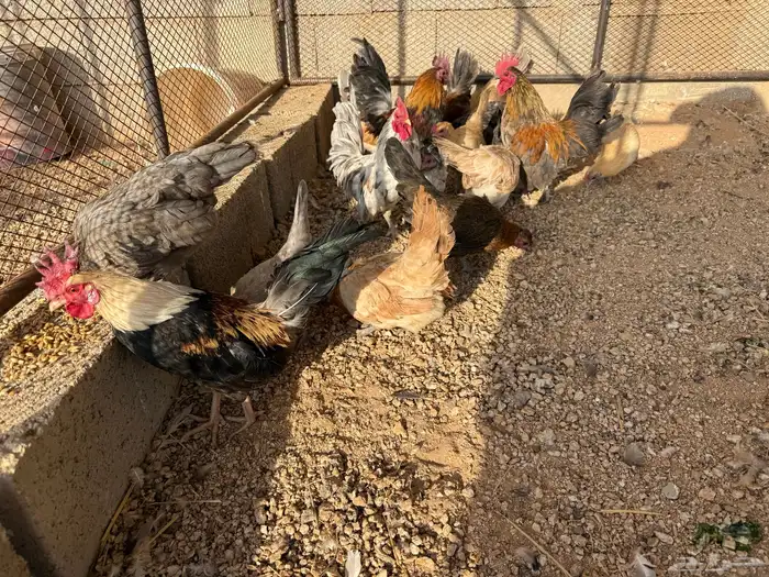 دجاج قزمي هجين مسحب 0