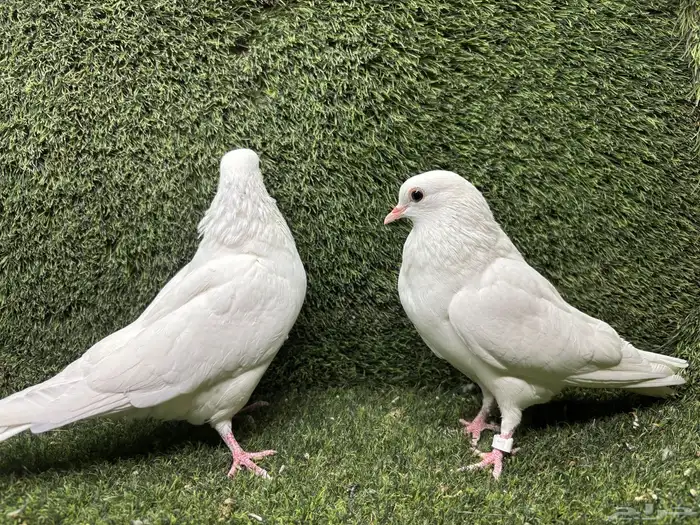 حمام صنعاوي  صنعاني 4