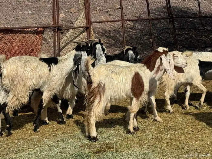 معزاء طيبه للي يبي الزين 3