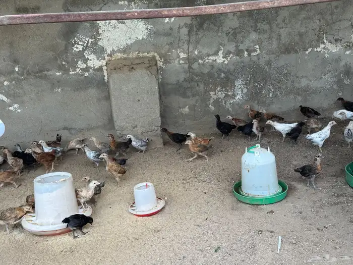 دجاج بلدي وبينه25 حبه فارسي بضبط 2