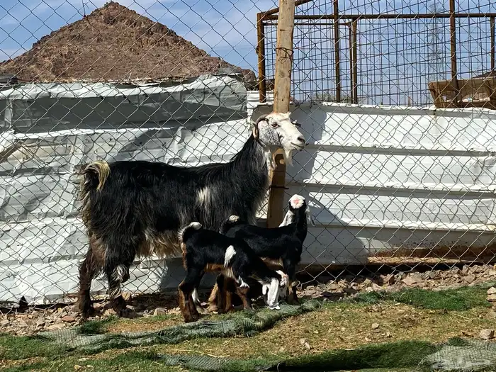 معزا ولد متاويم وحده تحتها ثلاث وحده تحتها ثنين 18