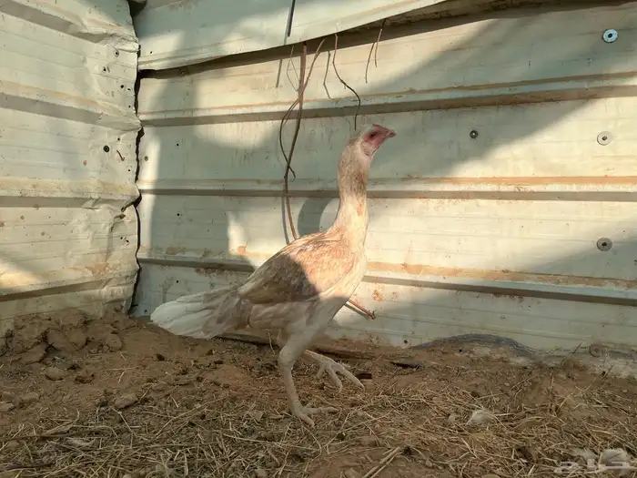 دجاجه بكستاني سندي 0