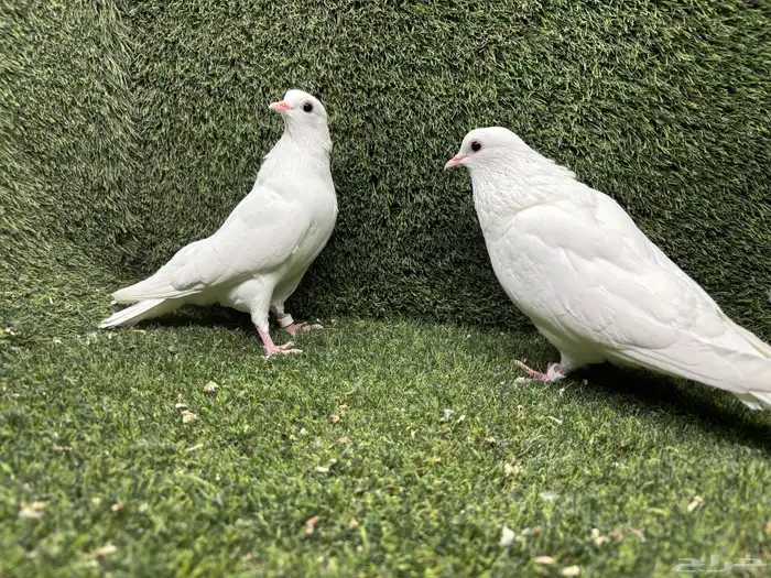 حمام صنعاوي  صنعاني 1