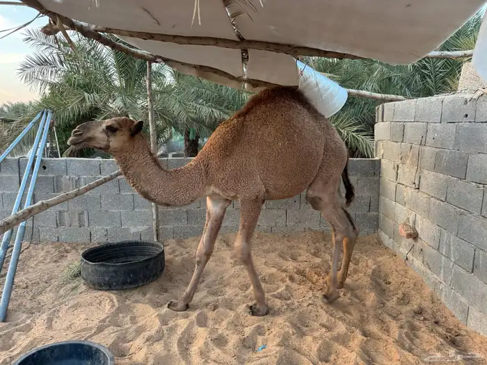 قعود طيب العمر 10 شهور 0