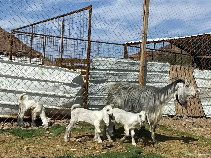 معزا ولد متاويم وحده تحتها ثلاث وحده تحتها ثنين 2