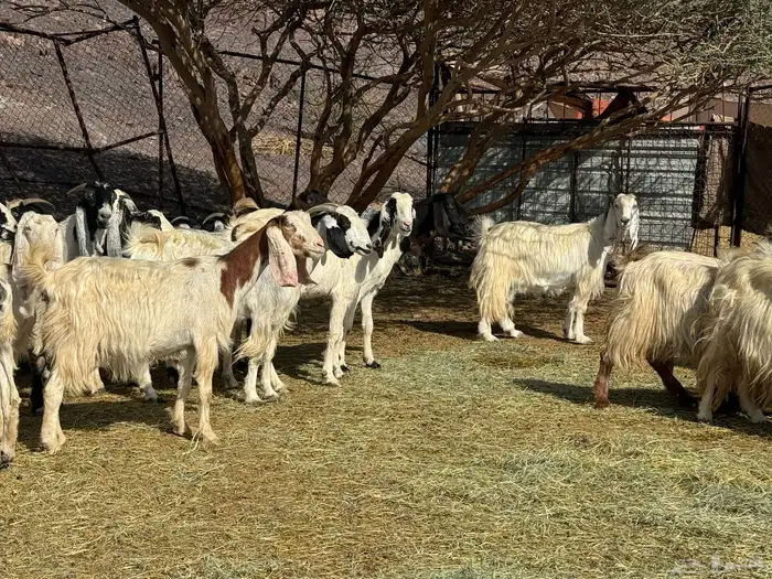 معزاء طيبه للي يبي الزين 2