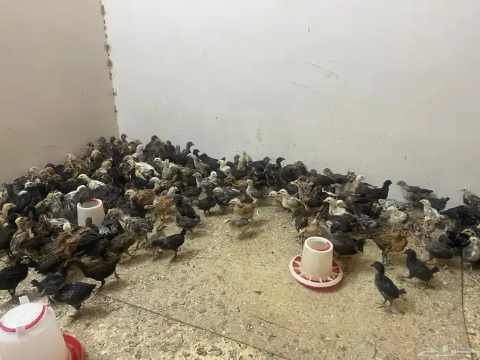 صوص دجاج عمر شهر و20 يوم 2