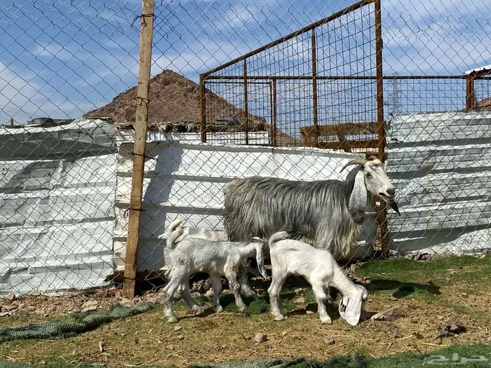 معزا ولد متاويم وحده تحتها ثلاث وحده تحتها ثنين 7