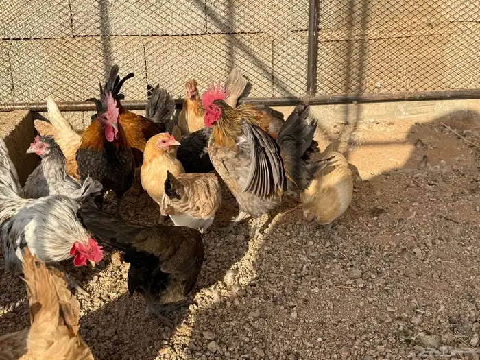 دجاج قزمي هجين مسحب 1