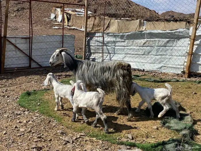 معزا ولد متاويم وحده تحتها ثلاث وحده تحتها ثنين 10