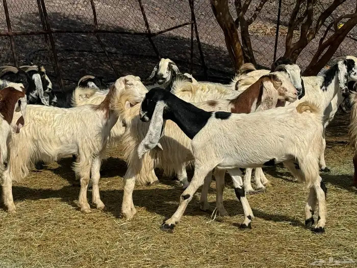 معزاء طيبه للي يبي الزين 1