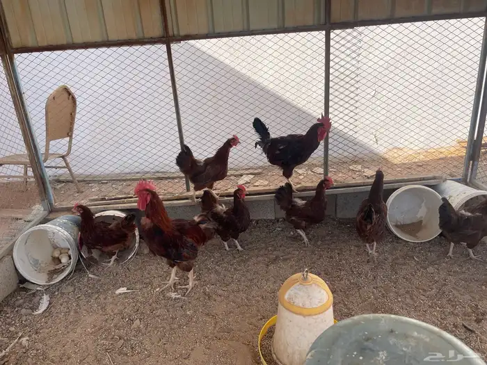 دجاج فرنسي 3