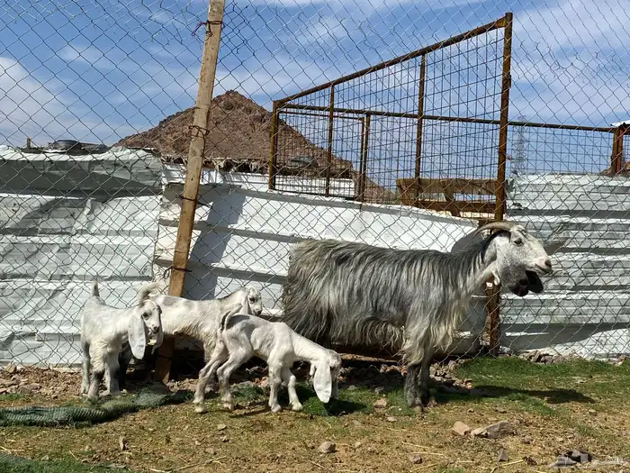 معزا ولد متاويم وحده تحتها ثلاث وحده تحتها ثنين 8