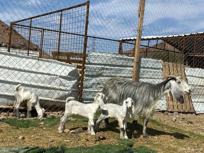 معزا ولد متاويم وحده تحتها ثلاث وحده تحتها ثنين 0