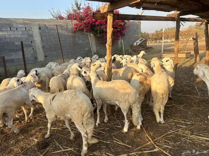 سواكني ذبايح 1