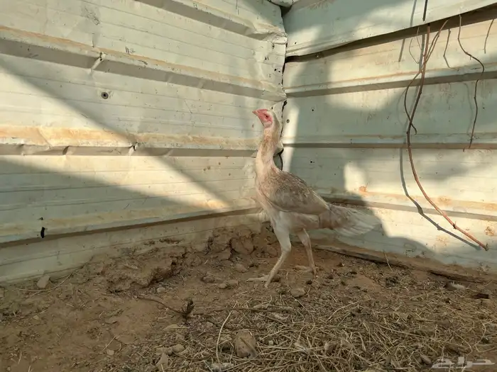 دجاجه بكستاني سندي 1