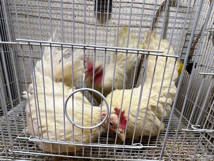 دجاج جبنيز 0