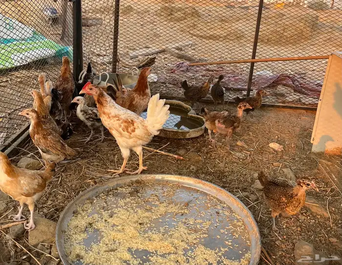 دجاج للبيع 3