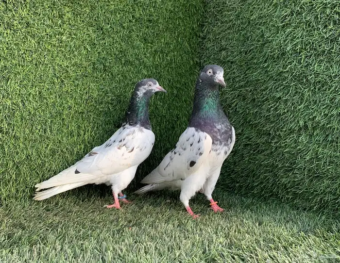 زوجين تيدي Top 0